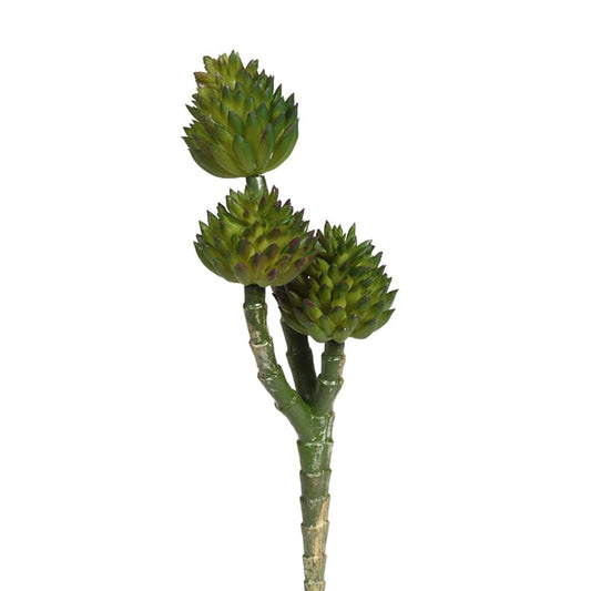 Succulent