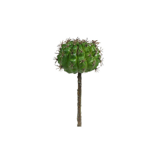 Succulent